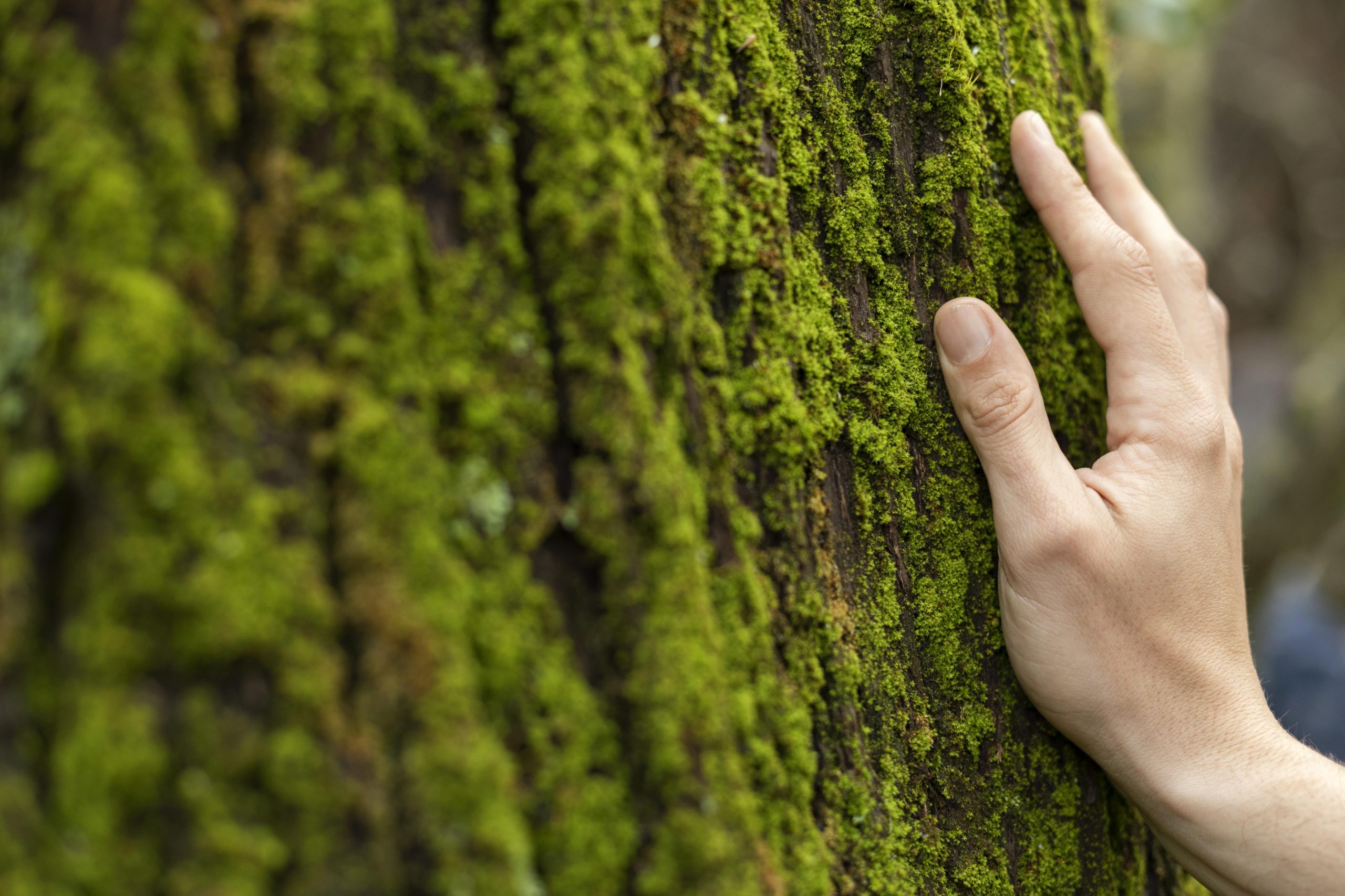 ¿sabes cuál es la diferencia entre papel certificado y papel ecológico?